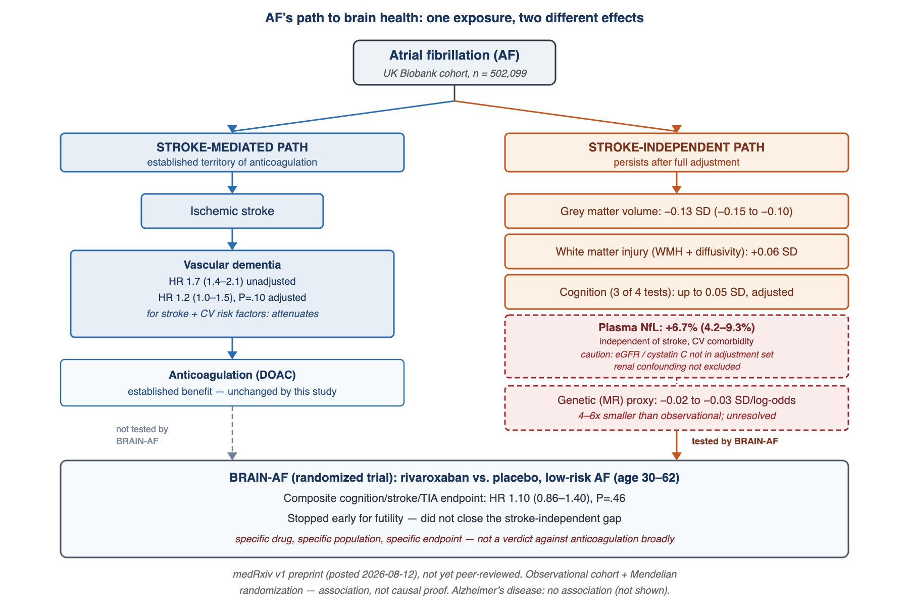 Flow diagram showing two paths from atrial fibrillation, AF, to brain outcomes in a UK Biobank preprint of 502,099 people. Path one, stroke-mediated: AF leads to ischemic stroke, and vascular dementia risk attenuates from hazard ratio 1.7 to hazard ratio 1.2 after adjusting for stroke and cardiovascular risk factors; anticoagulation's established stroke-prevention benefit is unaffected by this study. Path two, stroke-independent: after the same adjustment, grey matter volume, minus 0.13 standard deviations, white matter injury markers, plus 0.06 standard deviations, cognitive test scores, up to 0.05 standard deviations, and plasma neurofilament light chain, NfL, plus 6.7 percent, all persist. The NfL finding carries a caution flag because the reported adjustment set does not include kidney function markers, eGFR and cystatin C, and NfL is cleared by the kidneys. A genetic, Mendelian randomization, estimate for grey matter is four to six times smaller than the observational one, an unresolved discrepancy. At the bottom, the completed BRAIN-AF randomized trial tested whether anticoagulation with rivaroxaban protects the stroke-independent path in low-risk younger AF patients and found no benefit, hazard ratio 1.10, 95 percent confidence interval 0.86 to 1.40, P equals point four six, stopping early for futility. This trial did not test the stroke-mediated, anticoagulation path, whose established stroke-prevention benefit is untouched. Box sizes are illustrative only and not proportional to effect magnitude.