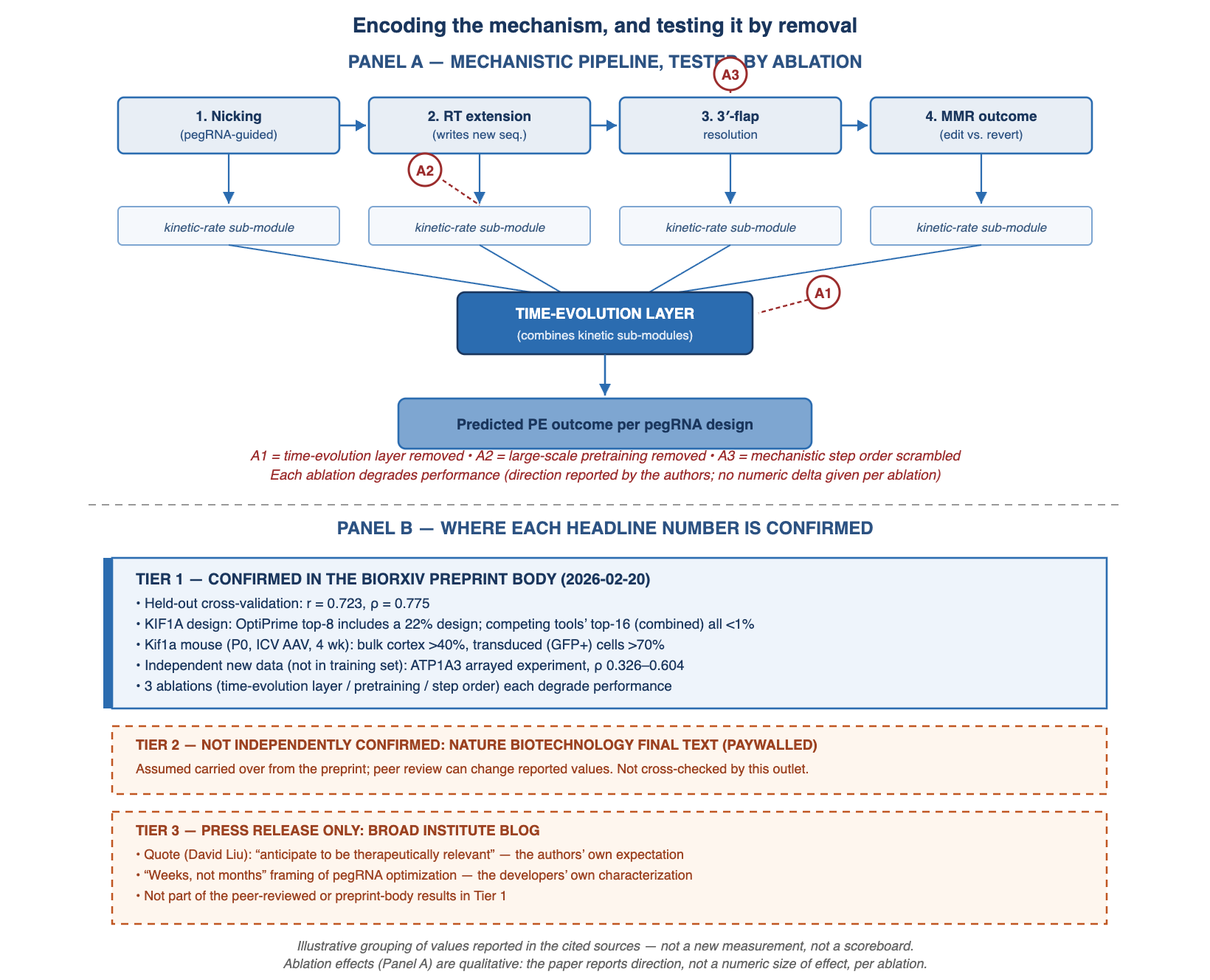 Two-panel diagram summarizing OptiPrime, self-authored from values reported in the cited sources. Panel A shows the four prime-editing biochemical steps encoded as an explicit mechanistic pipeline — nicking, reverse-transcriptase extension, 3′-flap resolution, and mismatch-repair outcome — each with a kinetic-rate sub-module feeding a central time-evolution layer that produces the predicted editing outcome. Three ablations are marked (A1: time-evolution layer removed; A2: pretraining removed; A3: mechanistic step order scrambled); the paper reports that each degrades performance, but does not report a numeric size of the drop for any of the three. Panel B groups the paper’s headline numbers into three evidence tiers. Tier 1, confirmed in the bioRxiv preprint body: held-out correlation r = 0.723 and rho = 0.775; the KIF1A design result (OptiPrime top-8 includes a 22% efficiency design, versus competing tools’ top-16 all below 1%); the Kif1a mouse in-vivo result (bulk cortex above 40%, transduced GFP-positive cells above 70%, at four weeks); the independent ATP1A3 arrayed-experiment rank correlations (rho 0.326 to 0.604); and the three qualitative ablations. Tier 2, not independently confirmed: the Nature Biotechnology final published text, which is paywalled and was not cross-checked by this outlet. Tier 3, press-release only: statements from the Broad Institute blog, including a quote describing an expectation that results will be therapeutically relevant, which are the developers’ own characterization and not part of the peer-reviewed or preprint results. This chart is an illustrative grouping of reported values, not a new measurement and not a scoreboard.