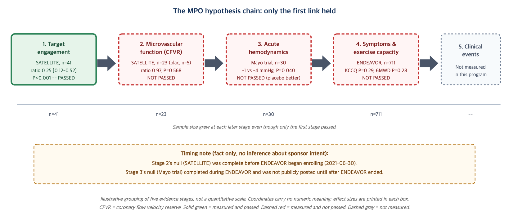 The MPO-to-HFpEF causal chain: where it held and where it broke A five-stage horizontal flow diagram of the myeloperoxidase-inhibition hypothesis for heart failure with preserved ejection fraction. Stage 1, target engagement, measured in the SATELLITE trial, n equals 41, result MPO specific-activity ratio 0.25, 95 percent confidence interval 0.12 to 0.52, P less than 0.001, marked as the only stage that passed, shown with a solid filled box. Stage 2, coronary microvascular function measured as coronary flow velocity reserve, measured in SATELLITE, n equals 23, placebo arm n equals 5, ratio 0.97, P equals 0.568, marked as not passed, shown as a dashed hollow box. Stage 3, acute hemodynamics measured as exercise pulmonary capillary wedge pressure, measured in a Mayo Clinic sponsored trial, n equals 30, result minus 1 versus minus 4 millimeters of mercury favoring placebo, P equals 0.040, marked as not passed, dashed hollow box. Stage 4, symptoms and exercise capacity measured as KCCQ total symptom score and six minute walk distance, measured in the ENDEAVOR trial, n equals 711, KCCQ change minus 1.4 points, P equals 0.29, six minute walk change 3.8 meters, P equals 0.28, marked as not passed, dashed hollow box. Stage 5, clinical events such as hospitalization or cardiovascular death, not measured in any trial in this program, shown as a gray dashed box with the label not measured. Arrows connect the five stages left to right. A caption below states that sample size grew at each successive stage even though only the first stage passed, and that coordinates in this diagram are illustrative groupings of the five stages, not a quantitative scale.